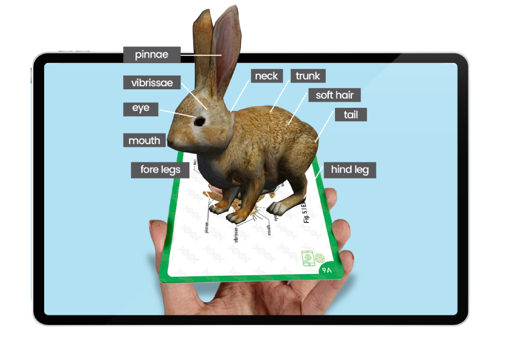 Interactive 4D Dissections